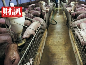 美國豬轉賣中國 台灣「豬」事大吉