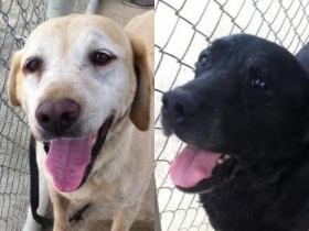 退役緝毒犬找個家！一般家庭也可申請認養