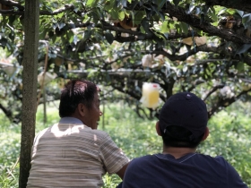 沒了小學就沒了社區活力  大梨救小校--「雙連梨」農創社企活化卓蘭新生命