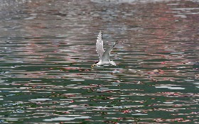 減塑生活再升級 改用可重複清洗吸管友善環境