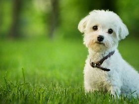 養不起小孩反激500億商機？台貓狗數將首超越孩童數