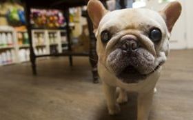 萌樣逗樂粉絲  貼心撫慰主人—法鬥蹦蹦  天生註定當家人