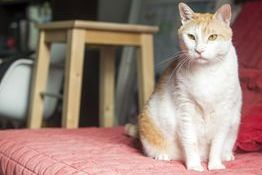 6貓+2人  那些關於宮鬥的愛恨情仇、你爭我奪—黃阿瑪的後宮生活祕辛披露