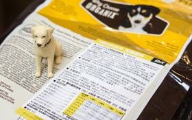 吃多不如吃均衡  補營養要補對地方—貓狗這樣吃  跟病魔say goodbye