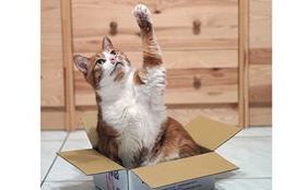 新家好陌生  又有狗大哥貓大姐已經住裡面—作對3件事  不怕毛小孩水土不服