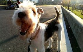 ＳＯＳ！我家毛小孩很不安—7大訊號  透露狗狗壓力快破表！