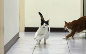 磨爪變魔爪  半夜不睡又愛打架—8大問題行為  崩壞貓咪與我的同居生活