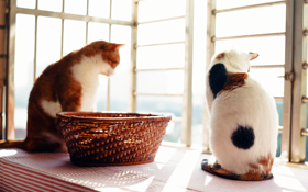 疊紙箱、曬太陽、多陪伴—7大撇步  搞定貓咪也能很輕鬆