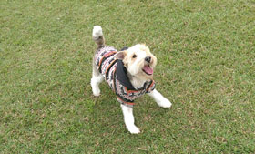 皮膚、消化道、關節炎、腫瘤、傳染病—5標準動作  保護毛小孩少受疾病所苦