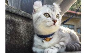 腎衰竭、口炎、乳腺癌、糖尿病、下泌尿道毛病—喵星人照護筆記  搞定惱人慢性病