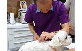 緩解脊椎退化、胃脹、過敏、白內障、腫瘤—穴位針一針、按一按  狗狗病痛少一半