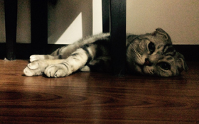 無聊、寂寞、失寵  寵物也會憂鬱—動物溝通師告訴你  如何幫毛小孩憂鬱退