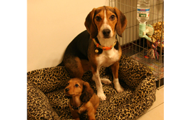 打針吃藥少不了  又沒有健保來幫忙—毛小孩生病好花錢  善用寵物險補助