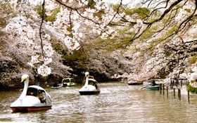 在井之頭公園踩過天鵝船會分手？那些東京都市傳說是真的還假的？