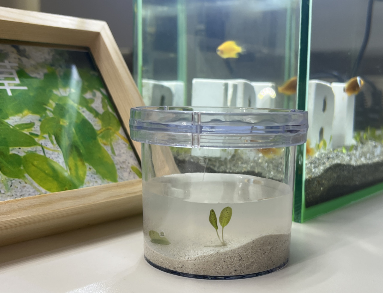 還海行動追蹤日記》雲豹加入「1萬瓶海草復育」行列！辦公桌上的小小生態瓶，也能守護海洋藍碳
