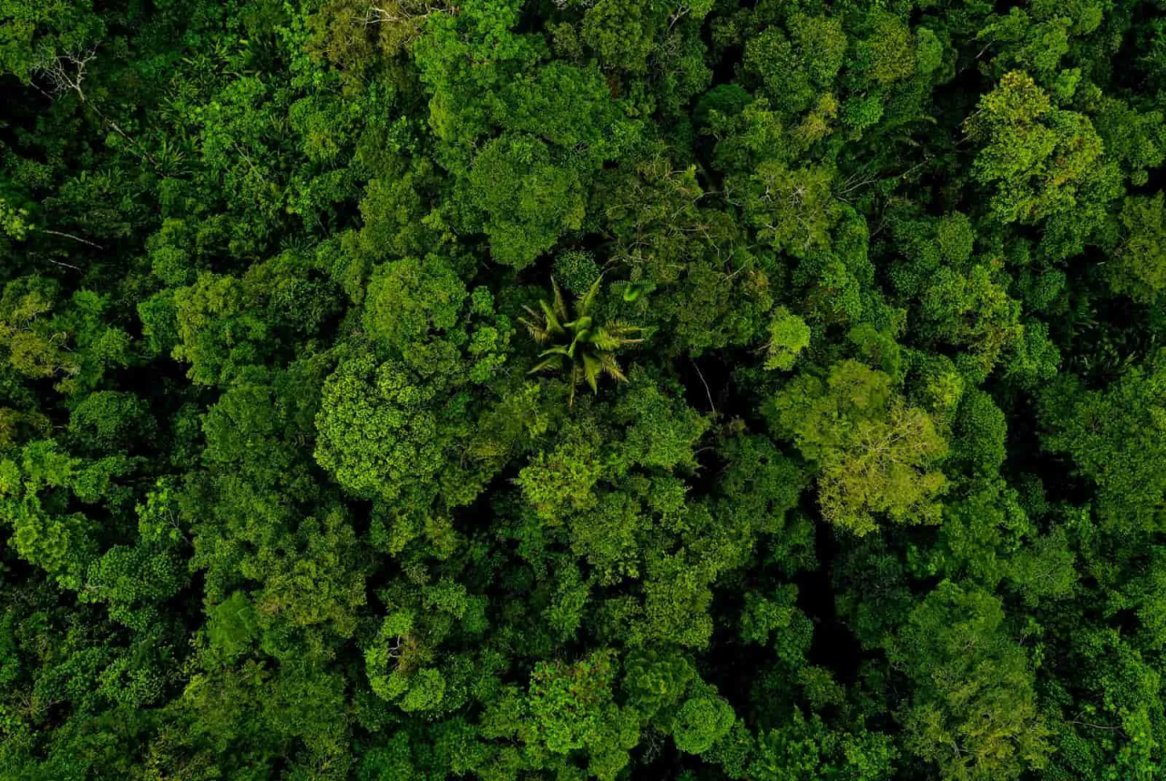 森林也能有「被動收入」？柳婉郁解析熱帶雨林基金5大特色，與碳交易有何不同