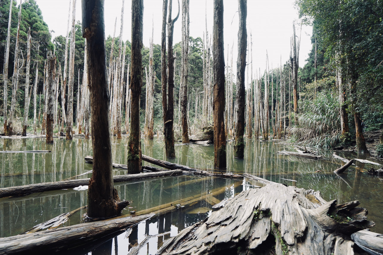 忘憂森林堰塞湖