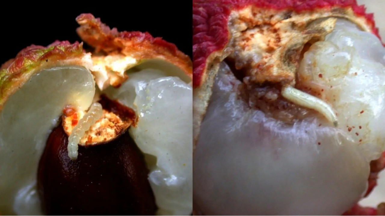 吃荔枝前必看！蟲害種類與安心辨識術