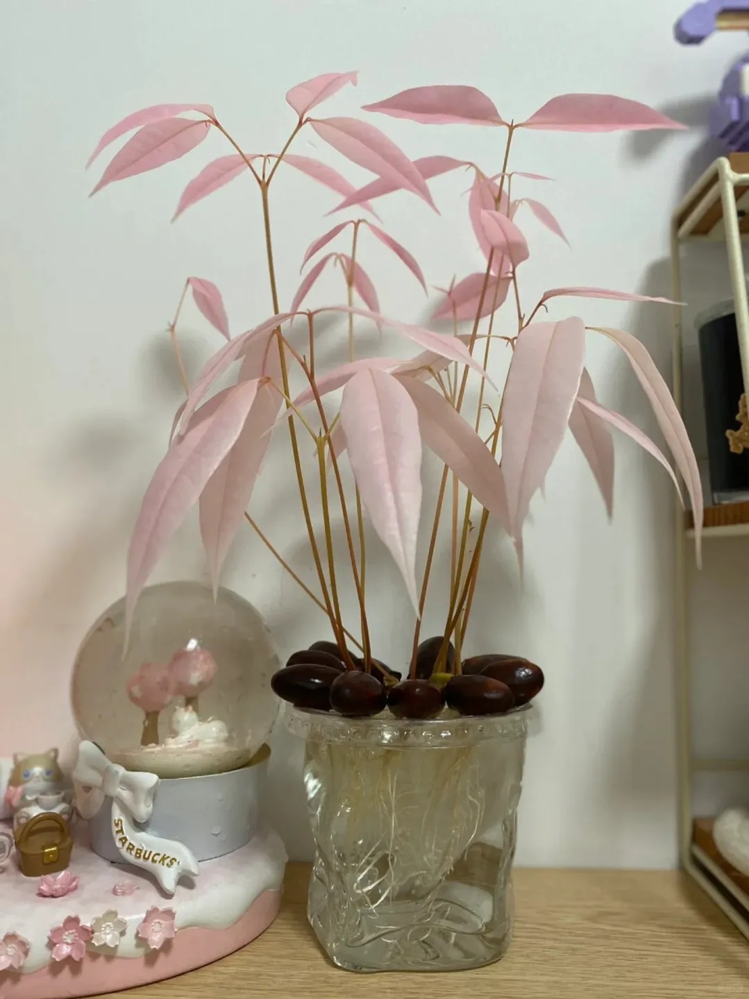 種出夢幻粉色嫩芽！荔枝核變身療癒小盆栽