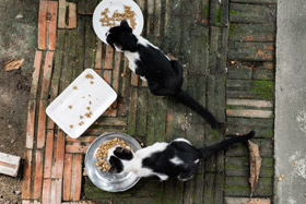 愛，可以對人，也可以對動物！