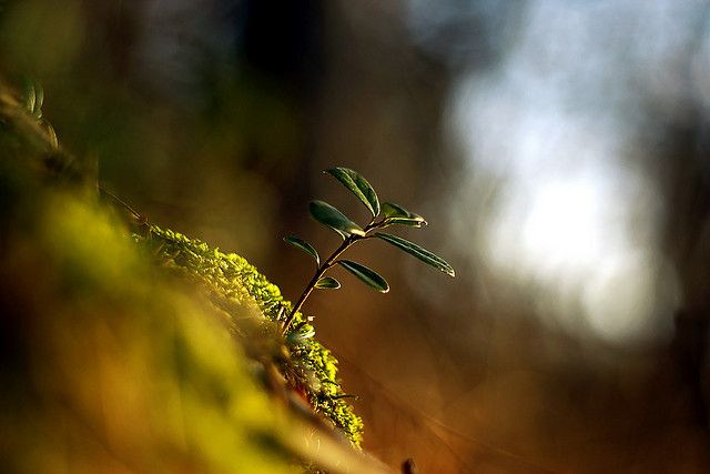 生活中，有很多很多幸福的事