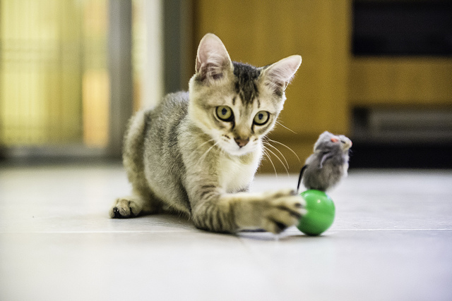 吃，是一件幸福的事