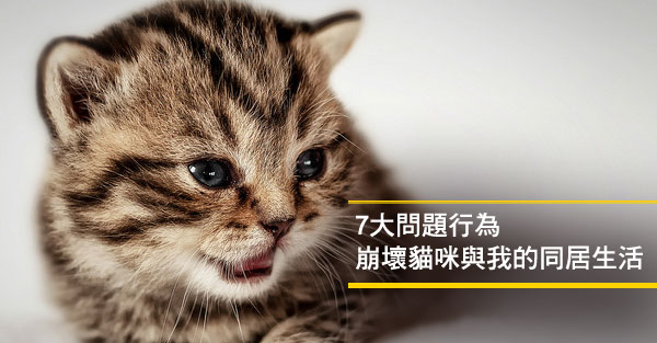 7大問題行為 崩壞貓咪與我的同居生活