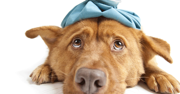 第一時間簡易DIY毛小孩急症不慌張