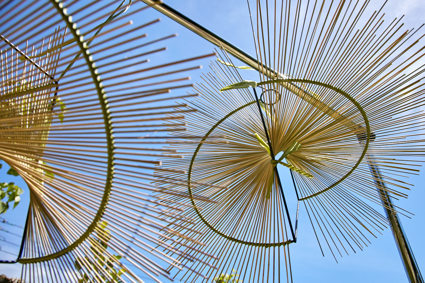 輪傘草  留下海洋與太陽的溫柔