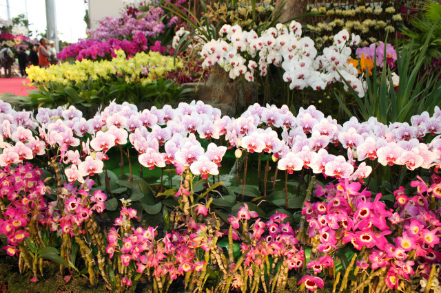 2016臺灣國際蘭展 遇見幸福大臺南