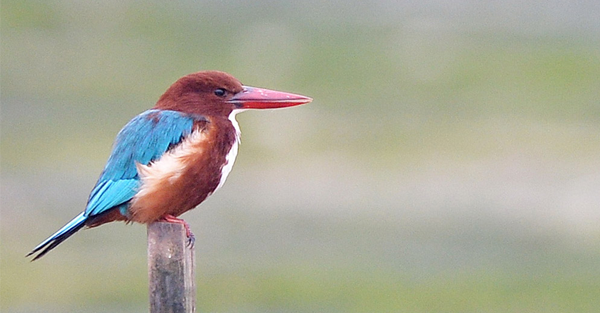 鳥鳴市更幽，捕捉香港野外好聲音