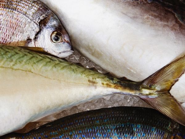 來路不明魚勿食　以免吃到海葵毒素