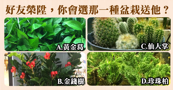 送盆栽 看個性