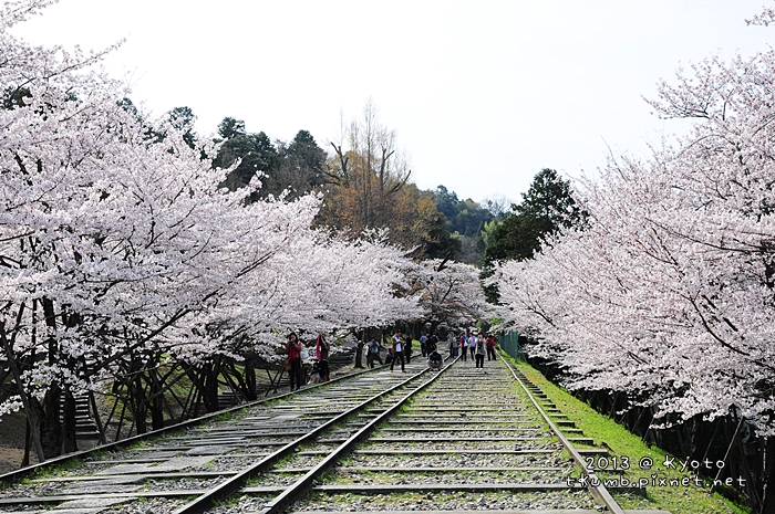 [京都。櫻花]582公尺的櫻花鐵道-蹴上傾斜鐵道
