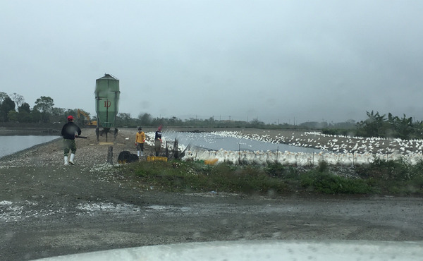 鳳林鴨隻檢出H5N6禽流感病毒 花蓮縣政府立即執行撲殺與區域消毒