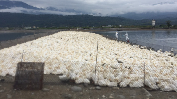 主動監測周邊場鴨隻檢出H5亞型禽流感病毒 花蓮縣政府與玉里鎮公所合力撲滅疫情