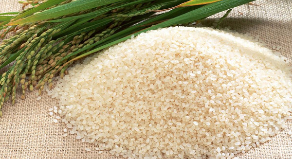 東里碾米廠 溯源管理打造綠色品質米