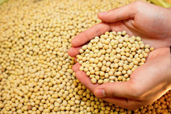 拆解糧價高漲背後的祕密