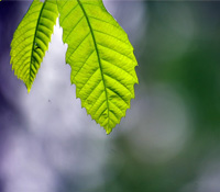 綠通信商機卡位，中國磨刀霍霍