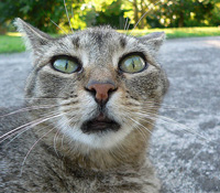 智財局擬修法封鎖境外侵權網站：違憲、危險、愚蠢