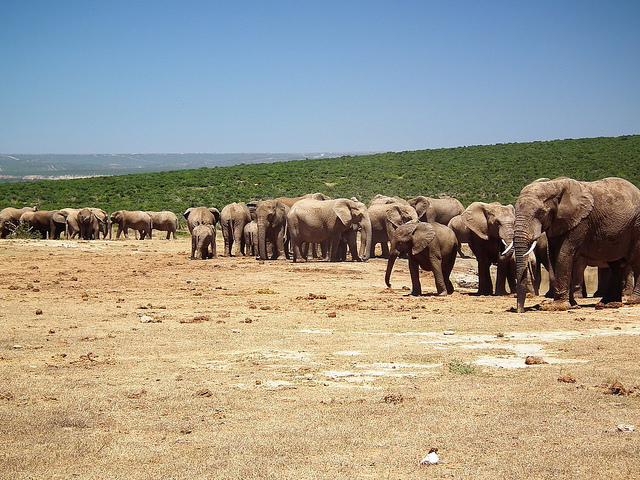 台灣還吵著西進,對岸卻早已深入非洲!