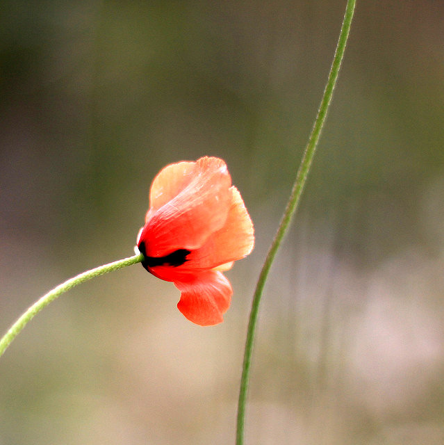理財規劃讓人生夢想不再只是幻想