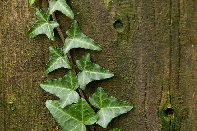 長春藤大學最想要的五種學生