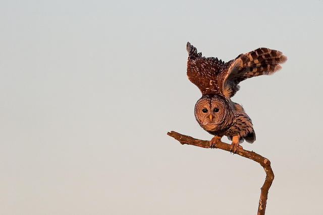 展翅想高飛 你得不怕寂寞
