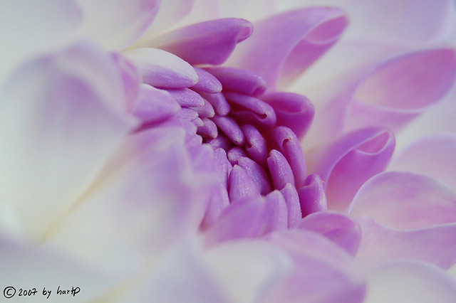 最愛你的，不一定是你以為的最愛！