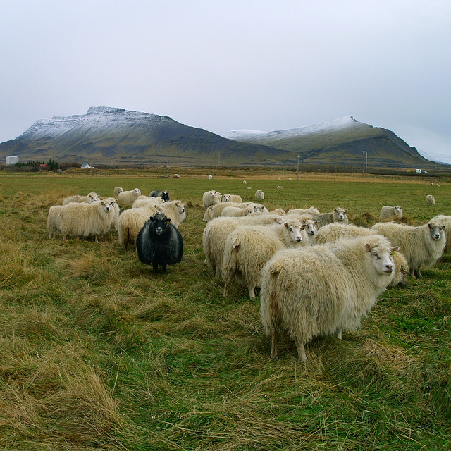 突破集體焦慮牢籠，6守則黑羊自救！