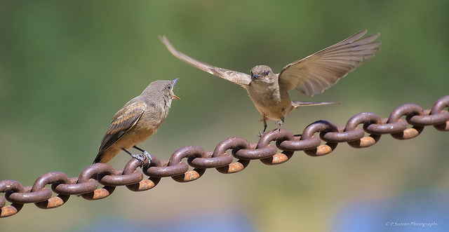 同步，至高無上的溝通藝術！