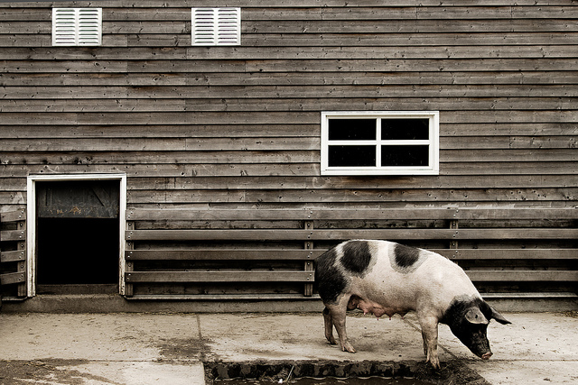 職場過招，搞定豬一樣的老闆！