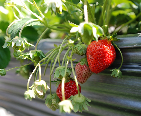 別再用溫室培養「草莓族」的下一代