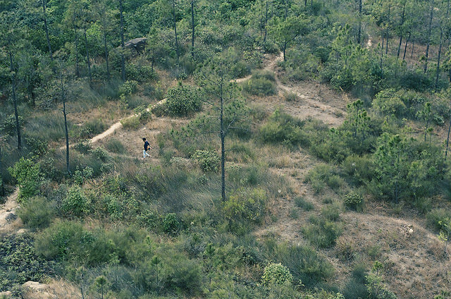 拒絕「盆栽人生」